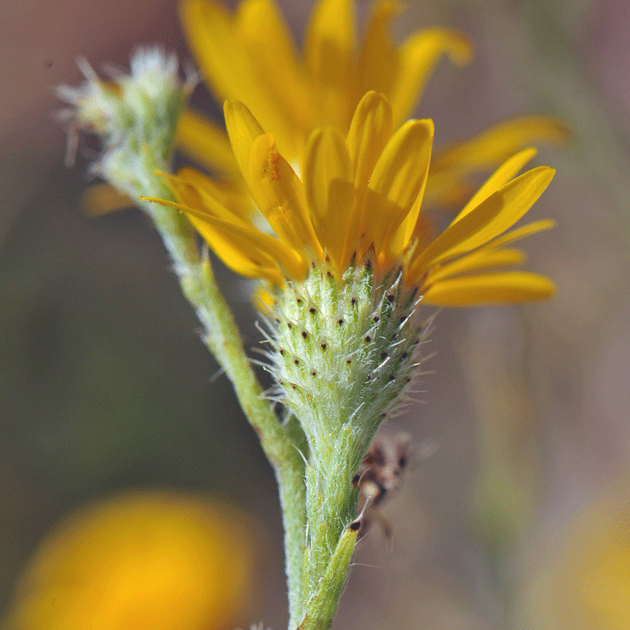 Slender Goldenweed bracts or phyllaries surrounding heads are rough and tipped with thin bristles as shown in the photo. Xanthisma gracilie